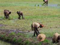 Rice-farming